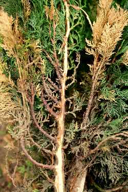 Symptmes de phytophthora sur thuya