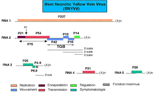 Carte gntique du virus BNYVV